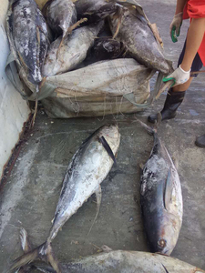 Yellowfin  tuna